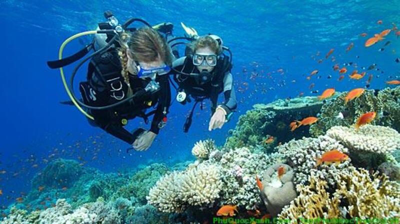 Scuba diving là hình thức lặn sử dụng thiết bị thở độc lập, giúp người tham gia khám phá thế giới dưới mặt nước. 